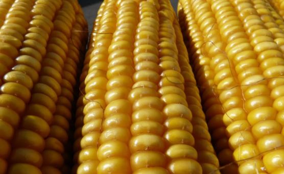 O ano comercial 2021/22 do milho nos EUA começou em 1º de setembro