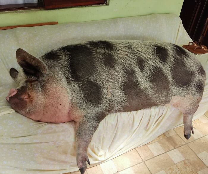 Hoje, 3 anos depois, o porco pesa cerca de 200 kg e mede 1,50 m
