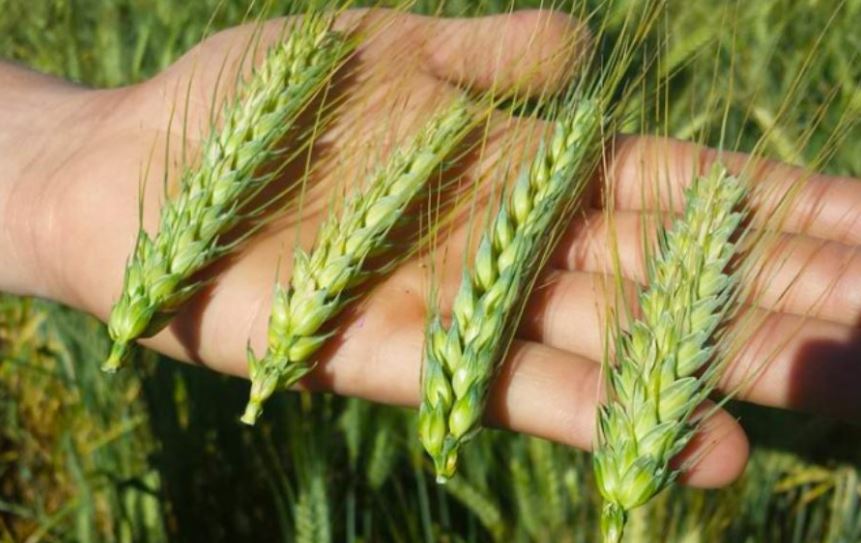 Foram adquiridas 60 mil toneladas de trigo ucraniano, 60 mil toneladas do grão da Rússia