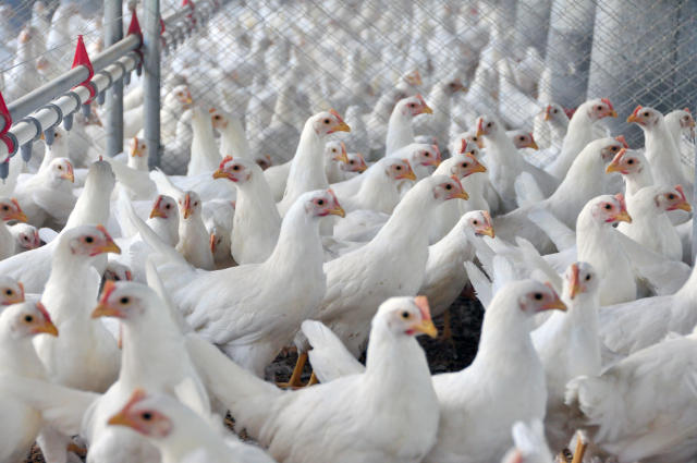 O USDA relatou um surto de influenza aviária altamente patogênica em uma granja comercial de galinhas poedeiras