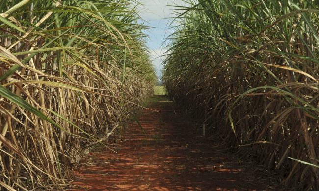 De acordo com a companhia, as chuvas têm ficado abaixo dos níveis históricos, mas em patamar suficiente para garantir o bom desenvolvimento da cana-de-açúcar