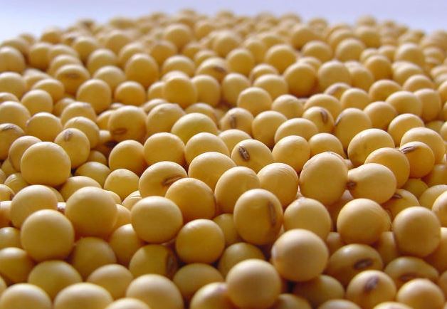 O total das safras de milho, soja e trigo pode chegar a 228 milhões de acres