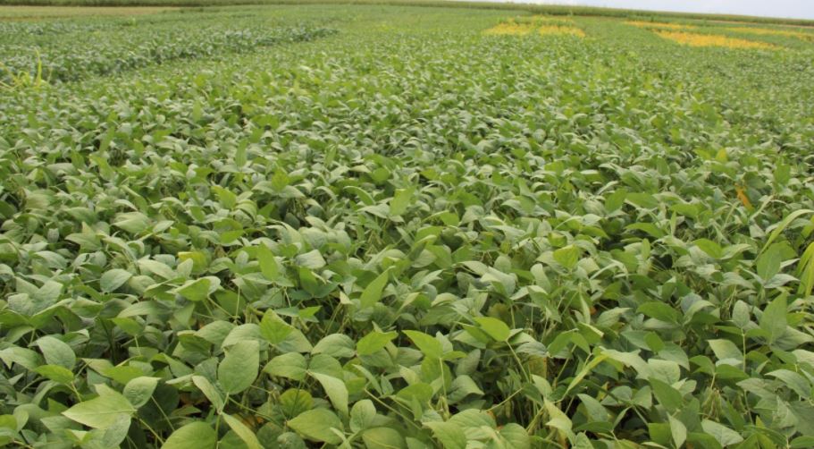 Colheita da soja atinge 24% da área no Brasil, diz AgRural