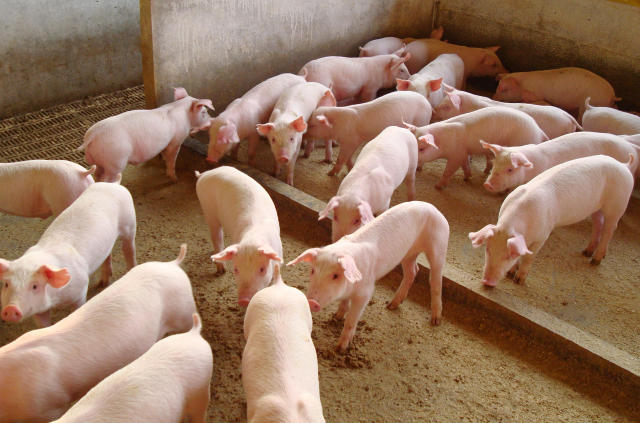 O abate de suínos cresce ininterruptamente desde 2005
