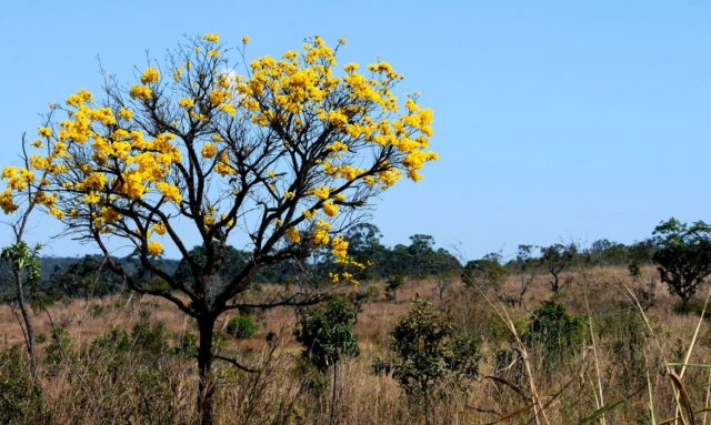 O comitê avalia as atividades de regularização em todos os biomas brasileiros