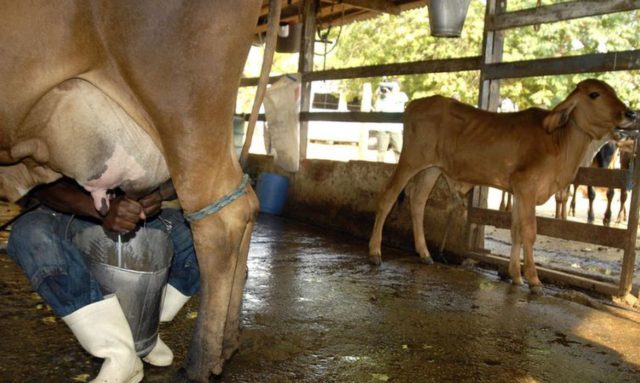 O ministro destacou que a produção leiteira do País vem em tendência crescente, alcançando 35 bilhões de litros por ano