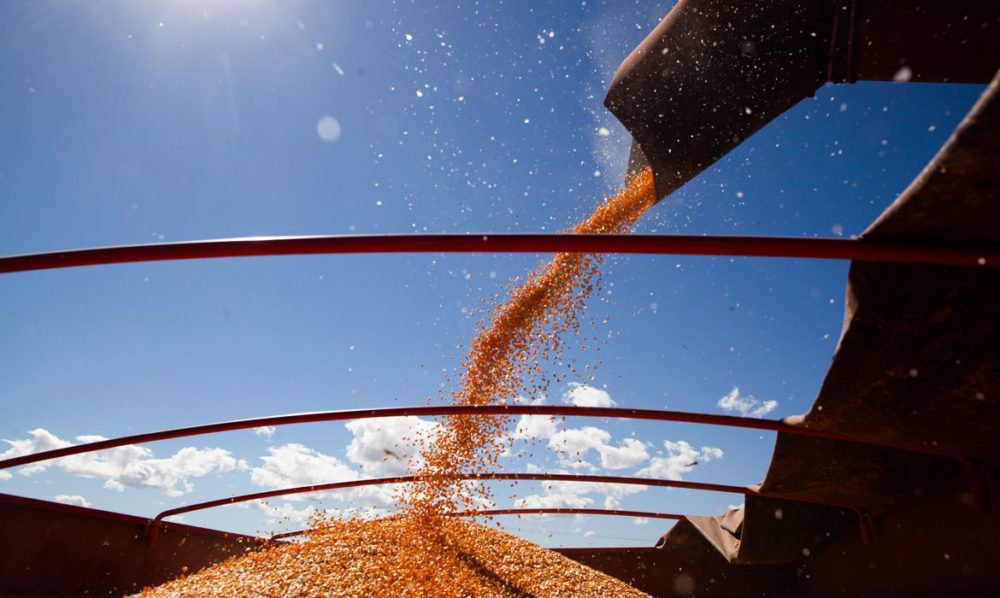 Atualmente, a segunda safra de milho 2021/22 está sendo colhida no País