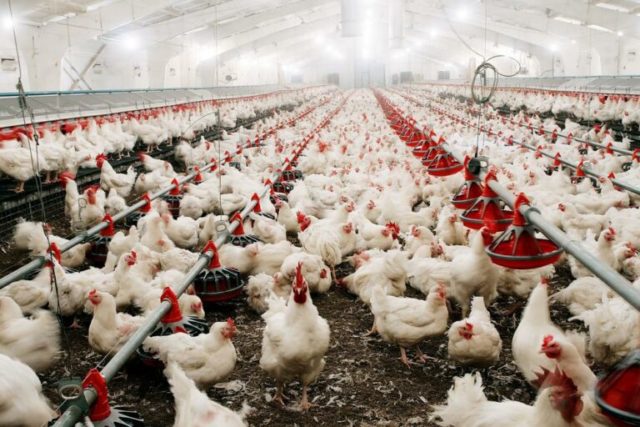 O surto atual de influenza aviária está se tornando o pior já enfrentado pelo país