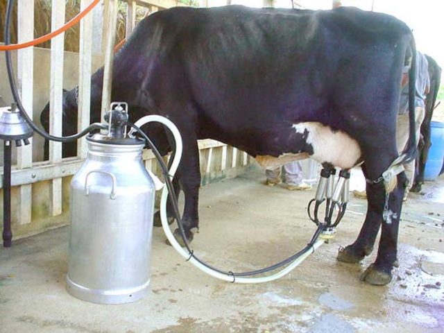A pesquisa mostra que o leite captado em julho e pago aos produtores em agosto se valorizou 11,8%