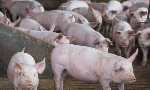 No segundo trimestre, cerca de 81,3% da produção suína ficaram no mercado interno