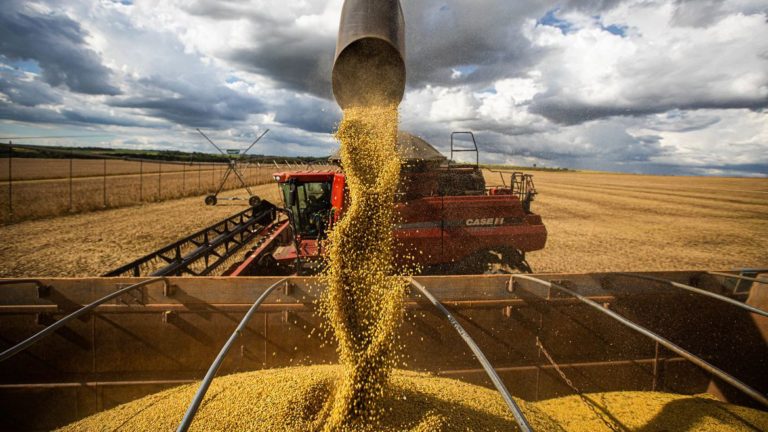 Datagro prevê recorde de área e produção de soja no Brasil e na América do  Sul