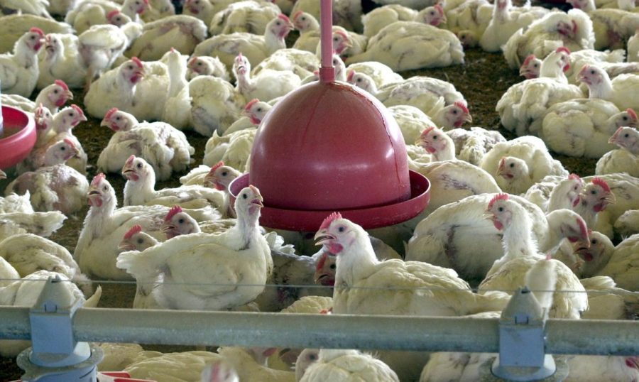Vendas externas da carne de frango podem ultrapassar o volume total observado no mês passado