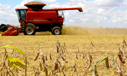 A produção de cereais, leguminosas e oleaginosas alcançou 254,4 milhões de toneladas no ano de 2021