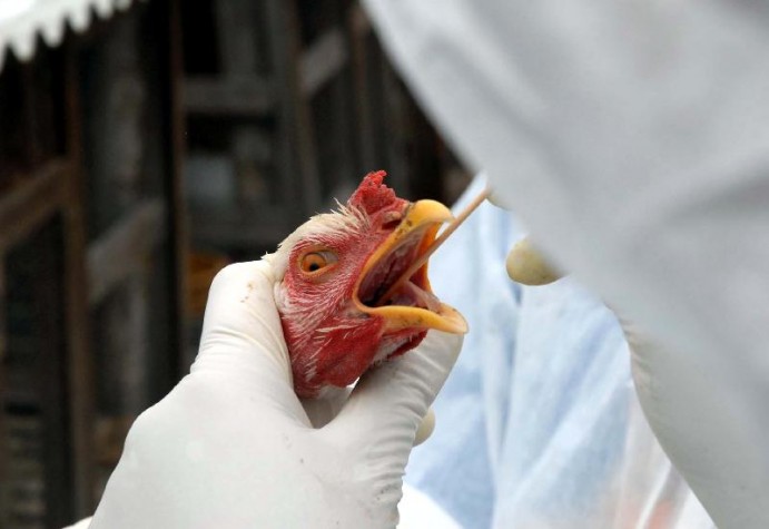 Um surto de gripe aviária foi confirmado no Arkansas