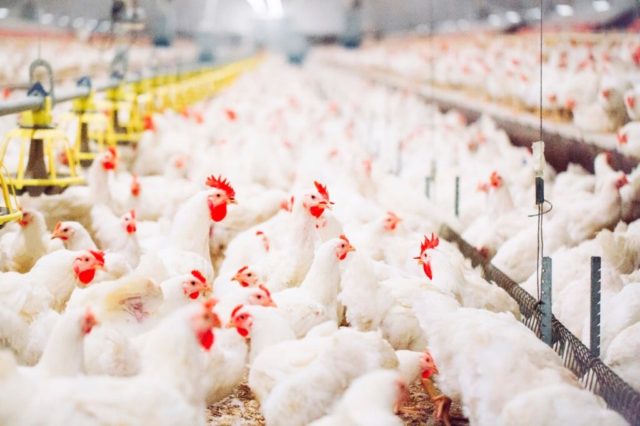 Justiça dos Estados Unidos está investigando como as empresas avícolas do país pagam os criadores de frango