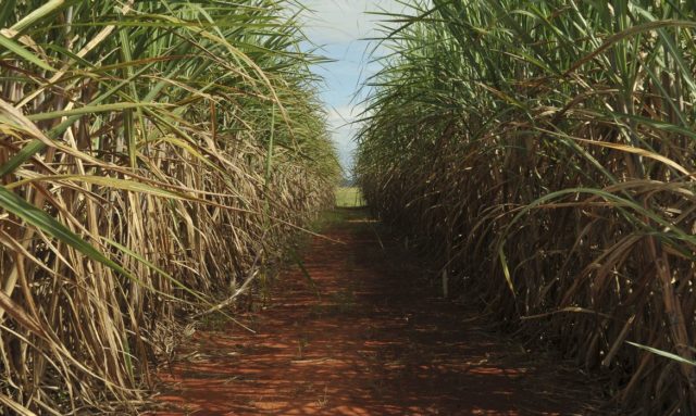 O acordo estabelecido entre Brasil e Costa Rica para a venda de açúcar e etanol não deve alterar o balanço do mercado sucroenergético nacional
