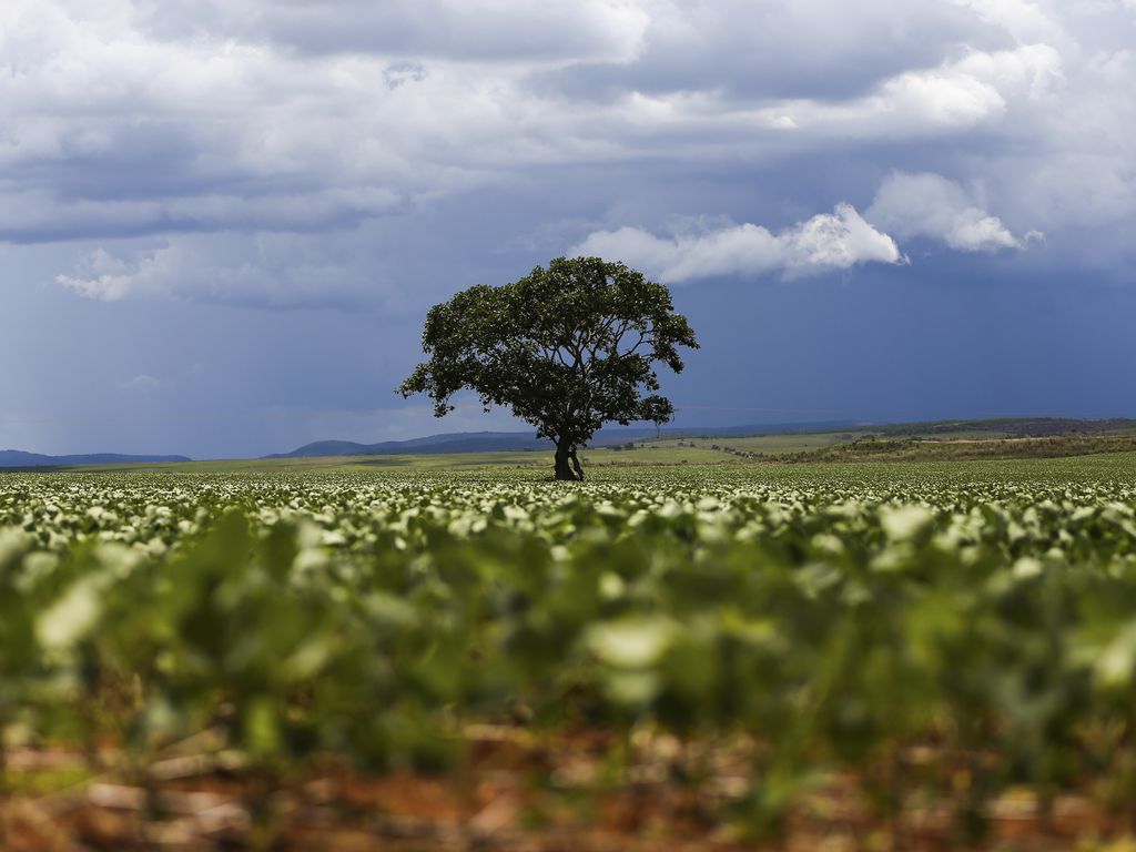 O atraso no início da estação chuvosa, que postergou o plantio de parte das lavouras, causou alterações negativas do índice de vegetação no oeste da Bahia