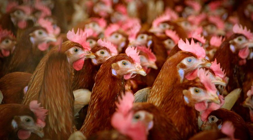 O peso acumulado das carcaças de frango foi de 3,75 milhões de toneladas no terceiro trimestre de 2022
