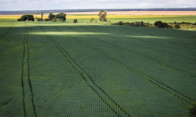 O avanço do plantio da segunda safra de milho foi puxado por Mato Grosso e Goiás