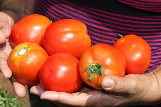 o preço do tomate cedeu 6,26%, em média