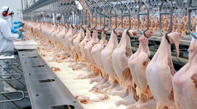 No ano passado, as exportações de carne de frango para a União Europeia foram de 237,9 mil toneladas