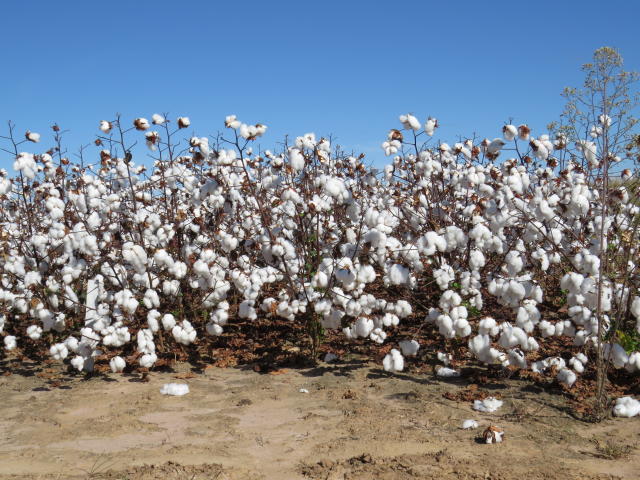 Cotton On quer ser popular - ISTOÉ DINHEIRO