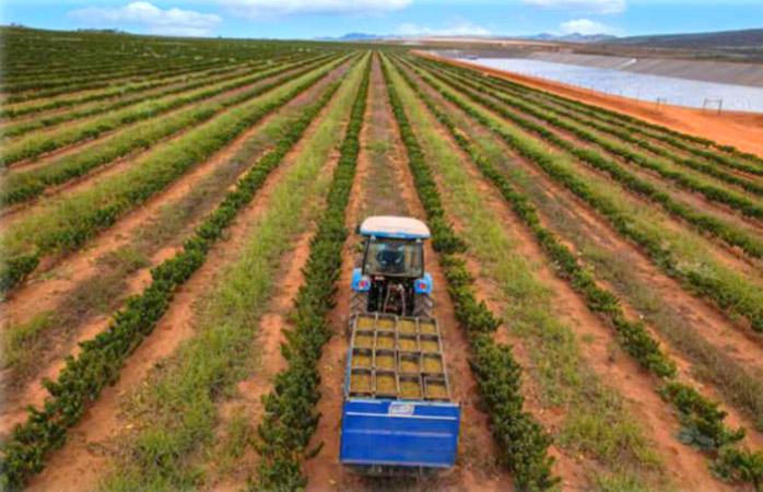 Os aportes em aquisição de terras e na preparação da primeira fazenda para a produção já consumiram cerca de R$ 200 milhões