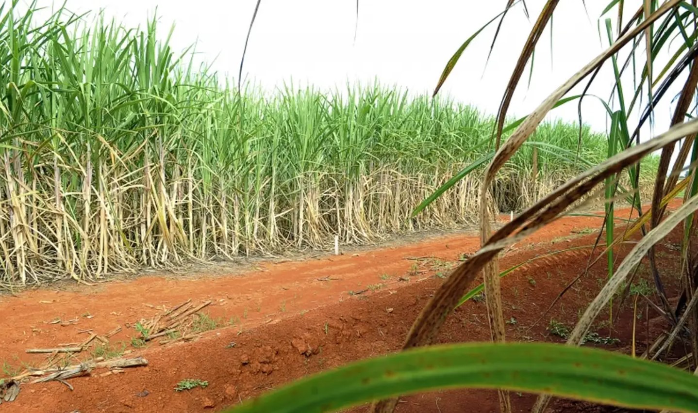 A Unica informou em relatório processamento de 19,08 milhões de toneladas de cana-de-açúcar no período