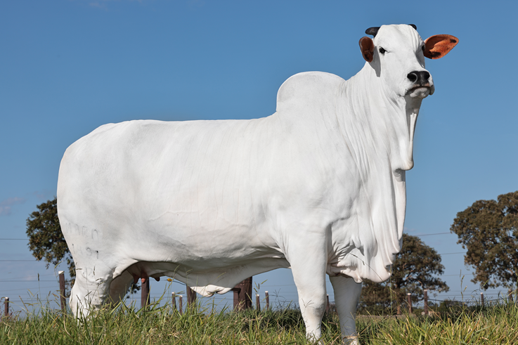 Viatina é considerada a bovina mais valiosa do mundo pelo Guinness Book após ter sido comprada por R$ 22 milhões