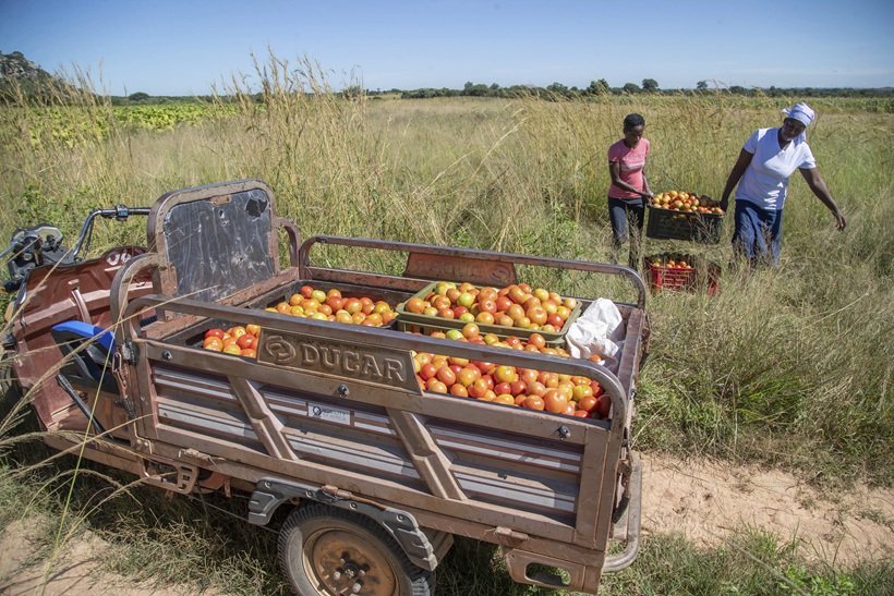 Fotografia de uma paisagem rural no Zimbábue. Uma mulher negra carrega uma caixa de tomates para um triciclo movido a energia solar, já com a carroceria bastante cheia de legumes