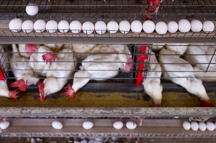 Galinhas em gaiolas são inaceitáveis para 81% dos consumidores no Brasil, aponta pesquisa
