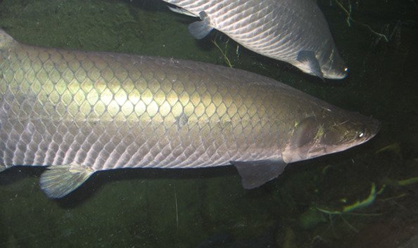 Peixe gigante da Amazônia de mais de 2 metros é pescado na Bahia; entenda riscos