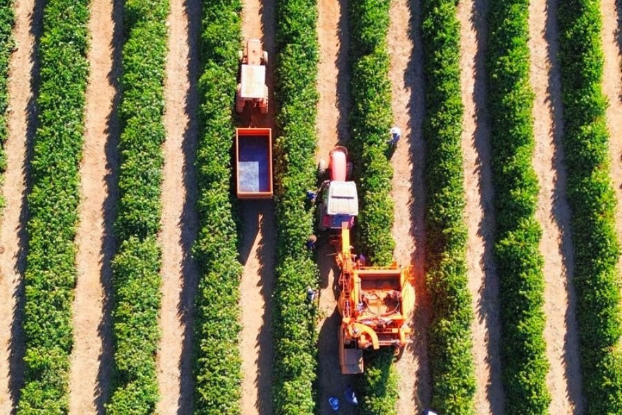 Seca reduz produção de café na Alta Mogiana; safra 2025 pode ter queda de até 20%