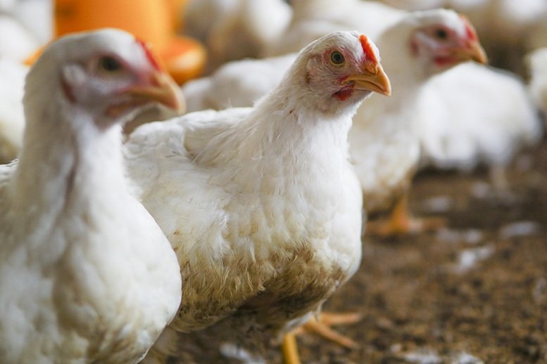 Rússia, Belarus, Armênia e Quirguistão reduzem embargo à carne de frango do Brasil