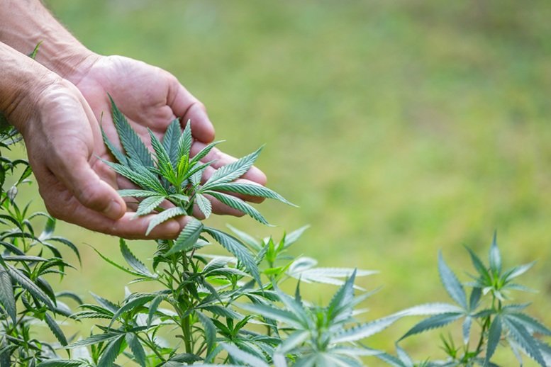 Cultivo de cannabis medicinal pelo agronegócio é destaque em congresso