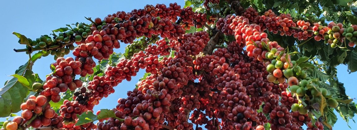Fotografia de um pé de café especial na região com identificação geográfica do tipo Denominação de Origem "Matas de Rondônia"