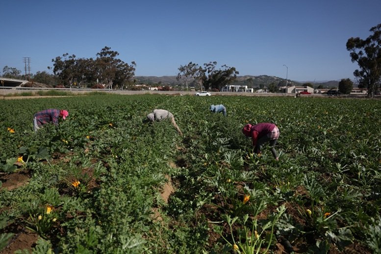 Batidas de imigração deixam safras sem colheita e fazendas da Califórnia em risco