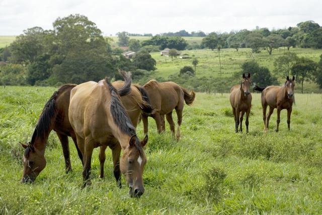 Mapa emite alerta de risco sobre produtos para equídeos da Nutratta Nutrição Animal