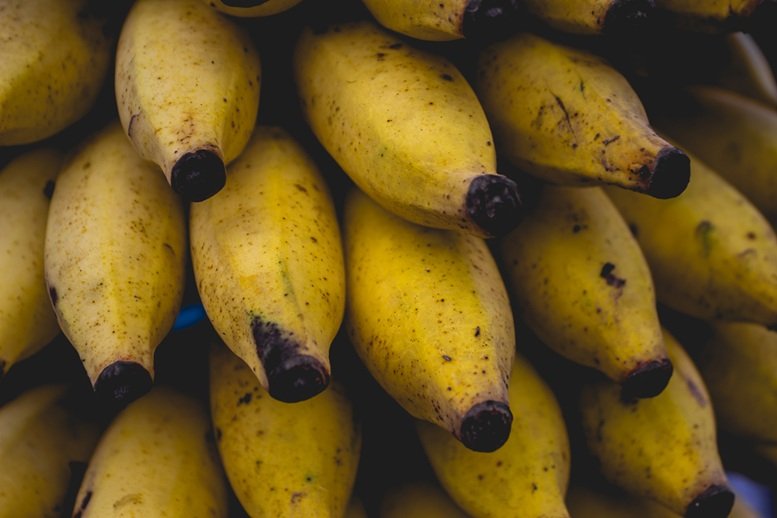 Mudanças climáticas ameaçam produção mundial de banana