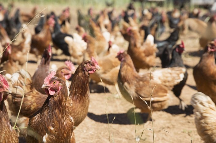 Frango do Brasil segue com restrição em 21 países; ministro vê gripe aviária sob controle