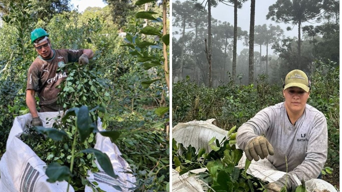 Do chimarrão ao selo global: veja por que a erva-mate virou símbolo sustentável e econômico