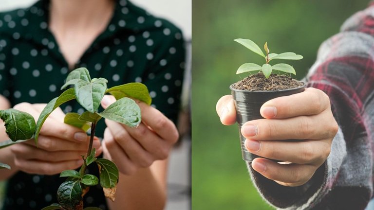 Barrados na imigração: por que plantas, sementes e animais de fora do país podem ser um risco para o Brasil