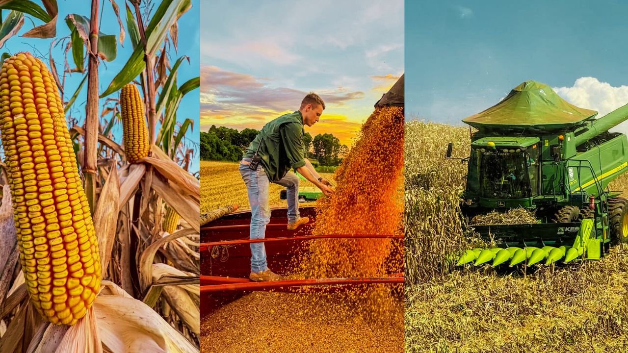 Vai faltar milho? Demanda deve superar produção no Brasil pelo 5º ano seguido