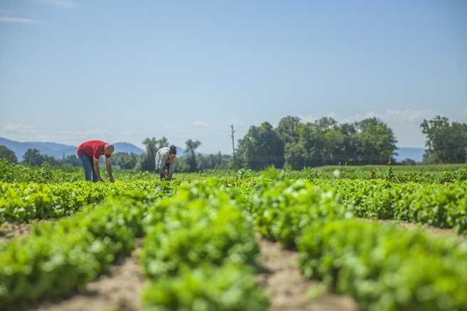 Conflito entre Israel e Irã pode afetar preços de fertilizantes