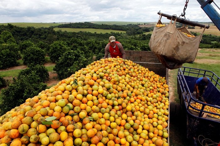 Trabalhadores carregam um caminhão com laranjas em uma fazenda em Limeira