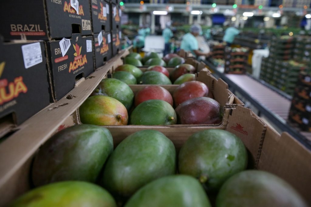 Manga é a fruta mais exportada pelo Brasil, sendo os EUA um dos principais destinos