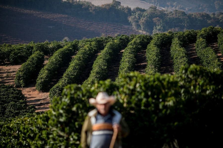 Preço do café começa a desacelerar com avanço da colheita e maior oferta, diz IBGE