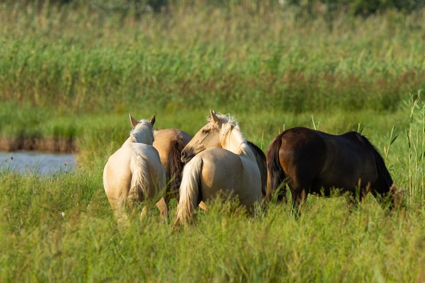 Ministério investiga mortes de 222 equinos associadas a rações da Nutratta Nutrição Animal