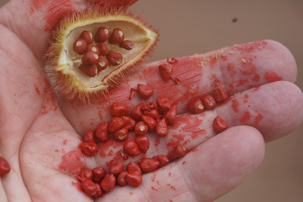 Urucum: conheça a planta que dá cor à comida e movimenta a agricultura familiar