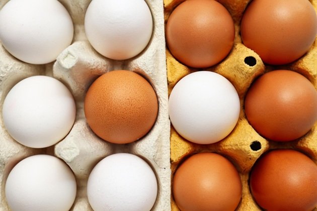 Caipira x orgânico: veja a diferença entre os dois tipos de ovos